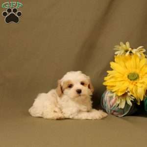 Dexter, Morkie-Poo Puppy